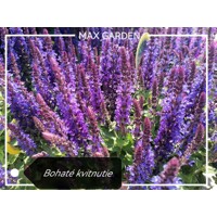 Salvia nemorosa ´Deep blue´ P12