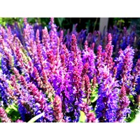 Salvia nemorosa ´Deep blue´ P17