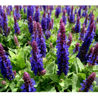 Salvia nemorosa ´Deep blue´ P17
