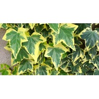 Brečtan alžírsky - Hedera algeriensis ´Gloire de Marengo´Co2L 60/80