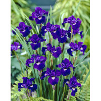 Iris sibirica - MIX farieb P11 10/15