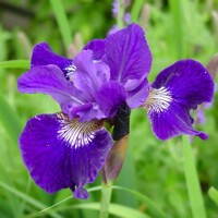 Iris sibirica - MIX farieb P11 10/15
