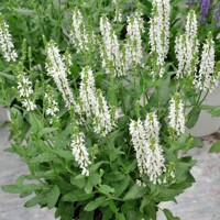 Salvia nemorosa Shneehügel