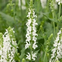 Salvia nemorosa Shneehügel