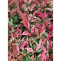 Bambus nebeský - Nandina domestica ´Obseseed´ Co7/10L