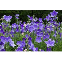 Platycodon grandiflorus 'Astra Blue'  P13