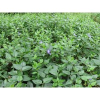 Zimozeleň väčšia - Vinca major V9 15/20