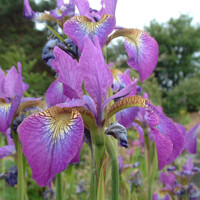 Iris sibirica - MIX farieb P11 10/15