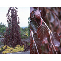Fagus sylvatica ´Purpurea pendula´ Co35L km200 10/12