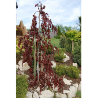 Fagus sylvatica ´Purpurea pendula´ Co35L km200 10/12
