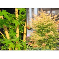 Javor dlaňolistý - Acer palmatum ´Atropurpureum´  Co25L 110/120