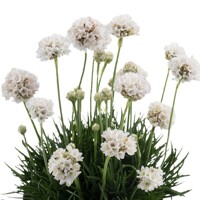 Armeria maritima 'Armada Deep Rose'