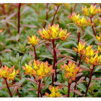 Sedum cauticola ‘Lidakense’