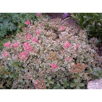 Sedum oreganum