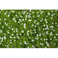 Sagina subulata P10,5