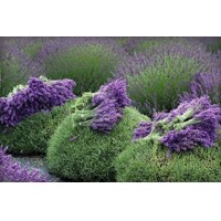 Levanduľa úzkolistá  -  Lavandula angustifolia 'Hidcote Blue'  P14  25/30