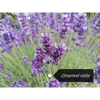 Levanduľa úzkolistá  -  Lavandula angustifolia 'Hidcote Blue'  P14  25/30