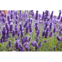 Levanduľa úzkolistá  -  Lavandula angustifolia 'Hidcote Blue'  P14  25/30