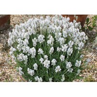 Levanduľa úzkolistá - Lavandula angustifolia 'White Fragrance'  P12