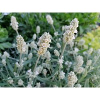 Levanduľa úzkolistá - Lavandula angustifolia 'White Fragrance'  P12