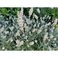 Levanduľa úzkolistá - Lavandula angustifolia 'White Fragrance'  P12