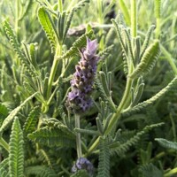 Levanduľa úzkolistá - Lavandula angustifolia  P18
