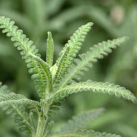 Levanduľa úzkolistá - Lavandula angustifolia  P18