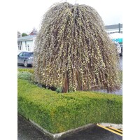 Vŕba rakytová - Salix caprea Kilmarnock Pendula  Co5L KM120