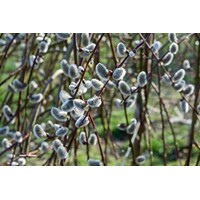 Vŕba rakytová - Salix caprea Kilmarnock Pendula  Co5L KM120