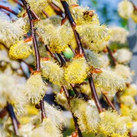 Vŕba rakytová - Salix caprea Kilmarnock Pendula  Co5L KM120