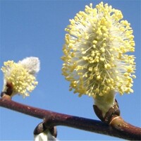 Vŕba rakytová - Salix caprea Kilmarnock Pendula  Co5L KM120