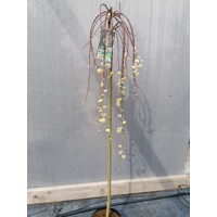 Vŕba rakytová - Salix caprea Kilmarnock Pendula  Co5L KM120