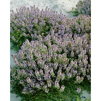 Dúška tymiánová - Thymus 'Doone Valley'  P14