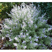 Caryopteris x clandonensis 'White Surprise'  Veľkosť: 20-30 , K2,5