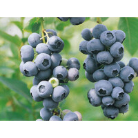 Čučoriedky - Vaccinium corymbosum ´Duke´ Co2,5L  30/40