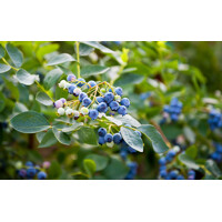 Čučoriedky - Vaccinium corymbosum ´Duke´ Co2,5L  30/40