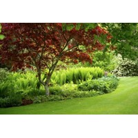 Javor dlaňolistý Bloodgood - Acer palmatum 'BLOODGOOD' Co10L 60/70
