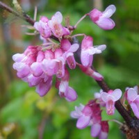 Judášovec strukovitý - Cercis siliquastrum  Co9L