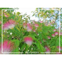 Albízia - Albizia julibrissin Ombrella Co35L -  vysokokmeň 200-220cm
