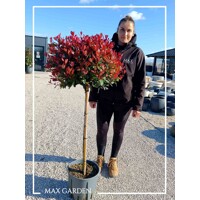 Červienka  - Photinia fraseri Nana Co12L  1/2 kmeň