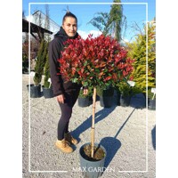 Červienka  - Photinia fraseri Nana Co12L  1/2 kmeň