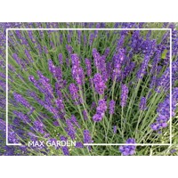 Levanduľa úzkolistá  -  Lavandula angustifolia 'Hidcote Blue'  P12