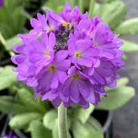 Primula denticulata ´Prom Lilac´