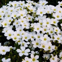 Arenaria montana